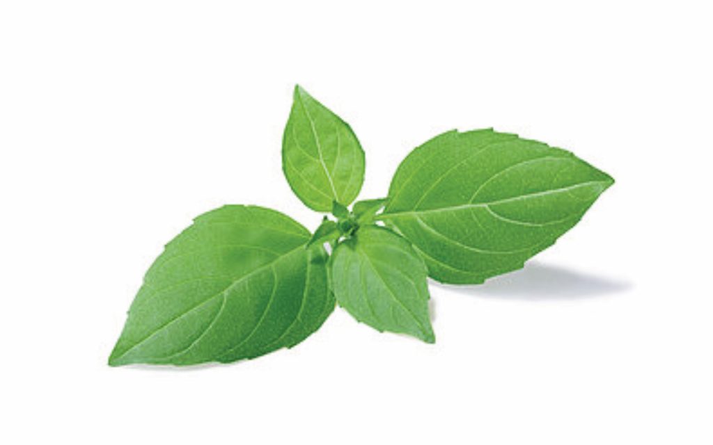 Basil Lemon sunnysp
